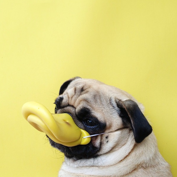 Duckface. Duckface.